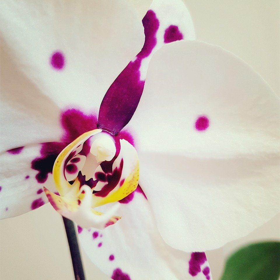 Sea Salt & Orchid Status Candle