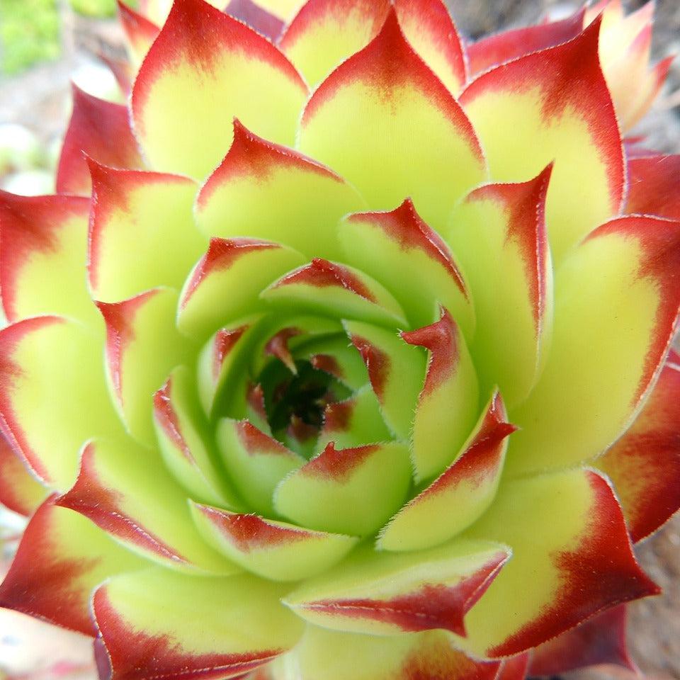 Citrus Agave Status Candle