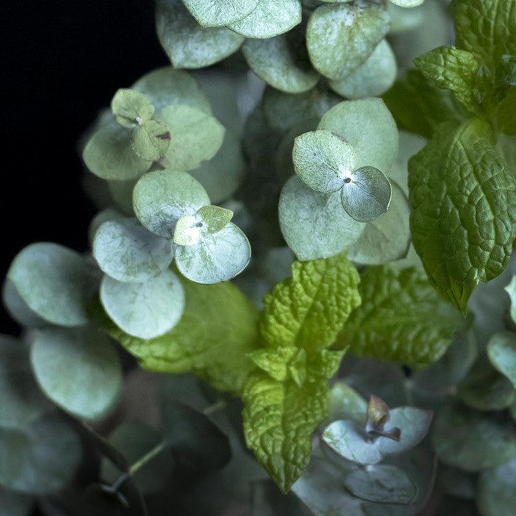 Peppermint Eucalyptus