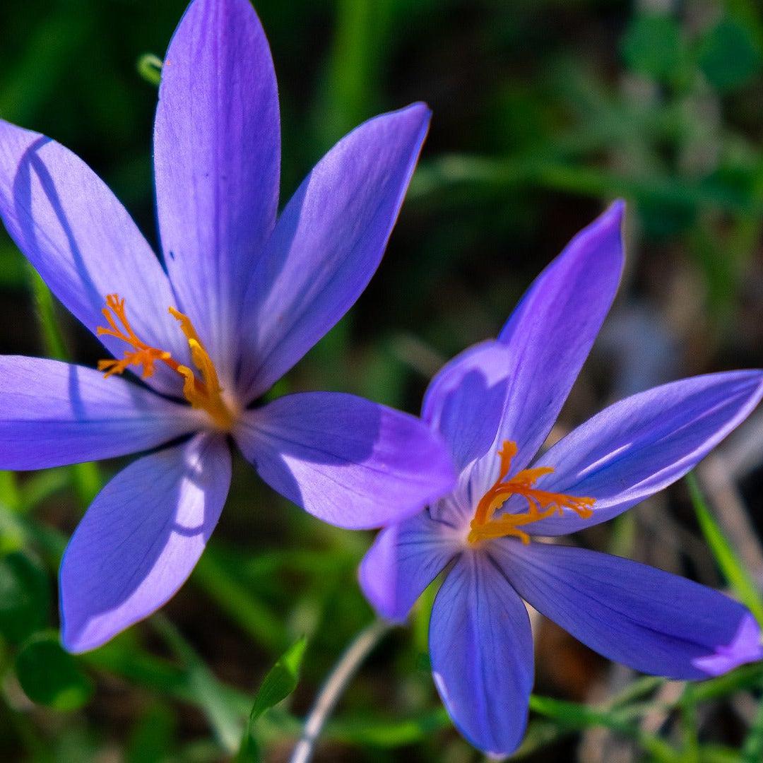 Black Violet & Saffron Status Candle