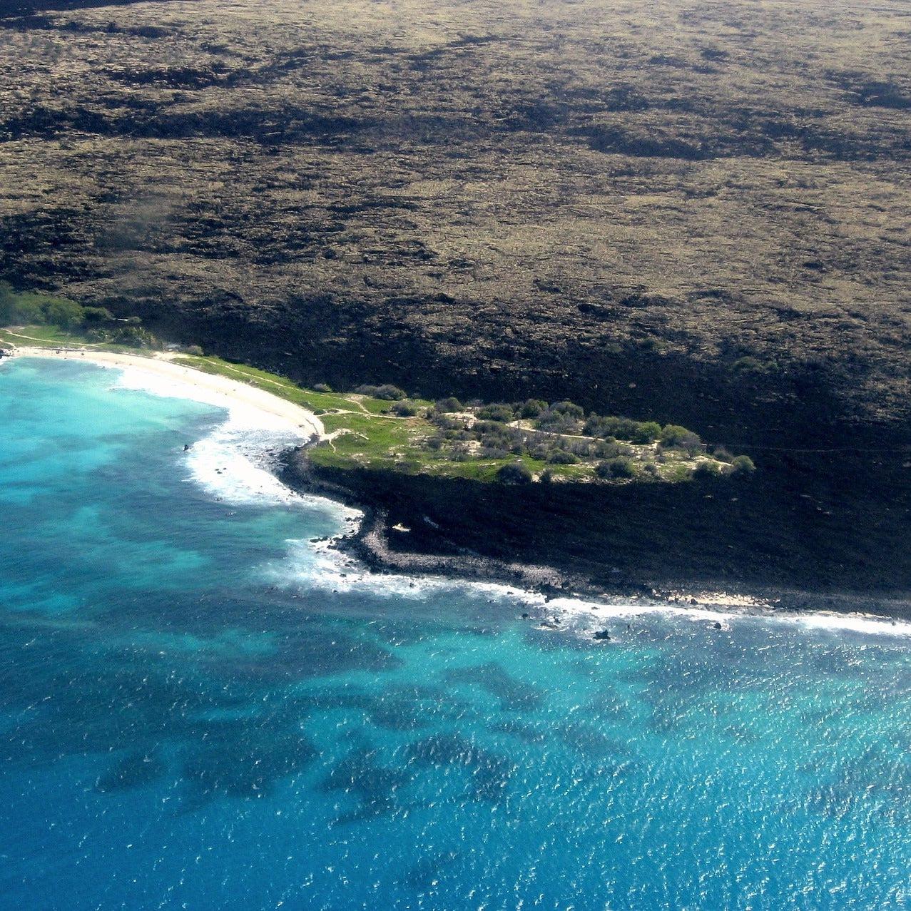Black Coral & Moss Status Candle