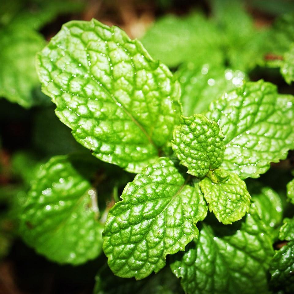 Garden Mint