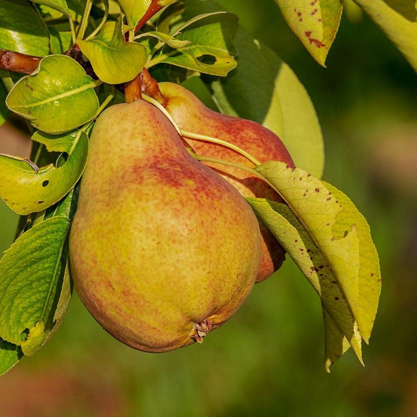 Soy Brandied Pear Candles & Wax Melts
