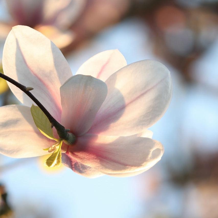 Gracie Moo Candles Magnolia & Peony scented candle in a glass jar with a floral design and wooden lid.