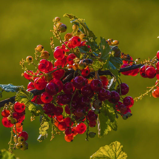 Red Currant